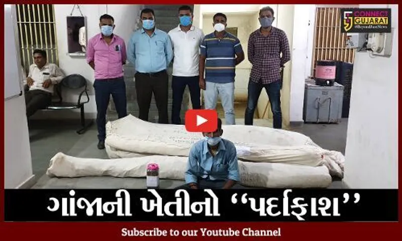 પંચમહાલ : મકાઈના પાક વચ્ચે ખેડૂતે કરેલી ખેતીને જોઈ પોલીસ પણ ચોંકી ઉઠી