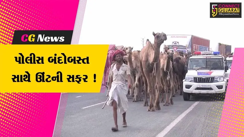 સાબરકાંઠા: પોલીસ બંદોબસ્ત સાથે નાસિકથી સિરોહી લઈ જવાતા 124 ઊંટનો કાફલો ઇડર પહોંચ્યો