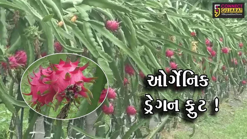 સુરેન્દ્રનગર: ધ્રાંગધ્રાના ખેડૂતે ઓર્ગેનિક ડ્રેગન ફ્રુટનું કર્યું વાવેતર, મેળવ્યુ મબલખ ઉત્પાદન