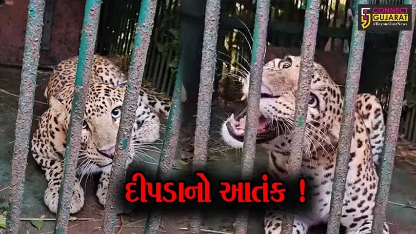 નવસારી: 2 ગામમાં દીપડા પાંજરે પુરાતા લોકોએ લીધો હાશકારો,વન વિભાગે ગોઠવ્યુ હતું પાંજરું