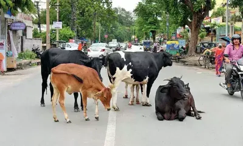 રખડતાં ઢોર નિયંત્રણ વિધેયક પરત ખેંચાયુ, વિધાનસભામાં બહુમતીના આધારે લેવાયો નિર્ણય...