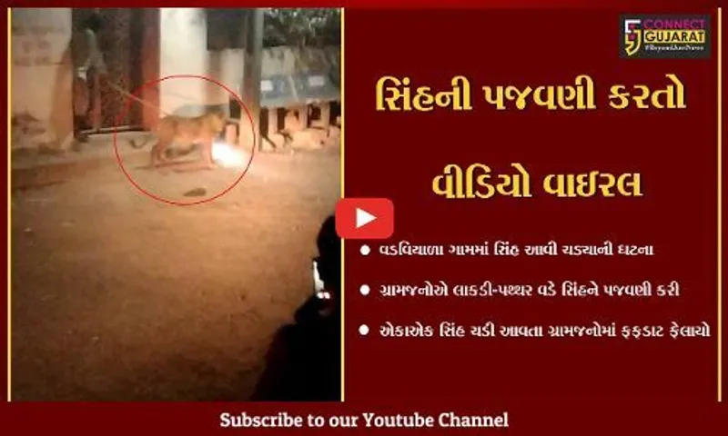 ગીર-ગઢડાના વડવિયાળા ગામમાં સિંહ ઘૂસી જતાં ગ્રામજનોએ પથ્થર અને લાકડી વડે સિંહને માર મારી કરાઈ પજવણી