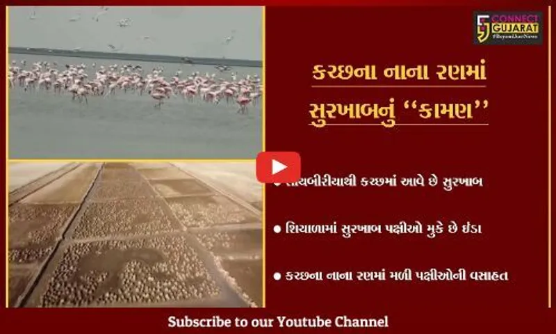 સુરેન્દ્રનગર : સુરખાબે કચ્છના નાના રણમાં બનાવ્યો આશિયાનો, વન વિભાગે જાહેર કર્યો વિડીયો