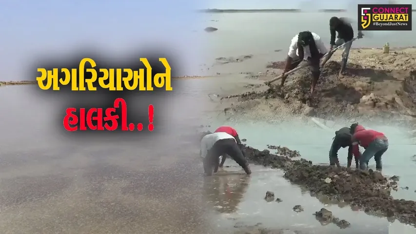 સુરેન્દ્રનગર : ધ્રાંગધ્રાના રણ કાંઠા વિસ્તારમાં નર્મદાના પાણી ફરી વળ્યા, 400થી વધુ અગરોના પાટા ધોવાયા...