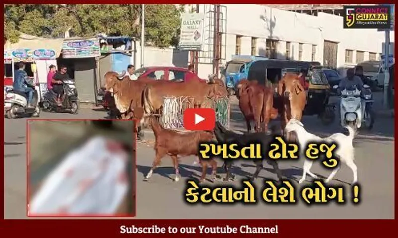 ભાવનગર: રખડતા ઢોરે અડફેટે લેતા આશાસ્પદ એન્જિનિયરનું મોત, તંત્ર સામે સ્થાનિકોમાં રોષ