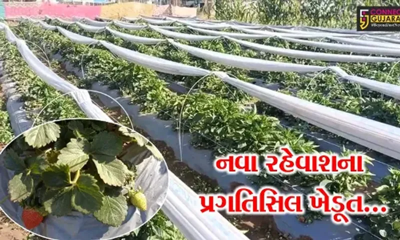 સાબરકાંઠા : ઠંડા પ્રદેશમાં થતી સ્ટ્રોબેરીની ખેતી કરી નવા રહેવાશના ખેડૂતે મેળવી બમણી આવક...