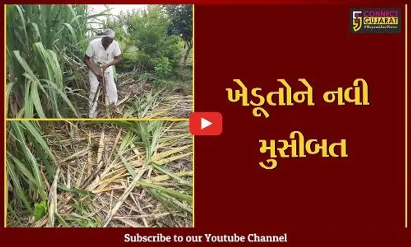 અમરેલી : બગસરામાં જંગલી જનાવરોનો આતંક, ખેડૂતોના પાક પર પાણી ફરી વળ્યું