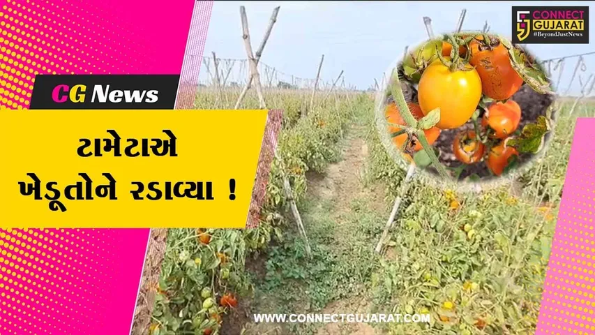 સાબરકાંઠા: ટામેટા પક્વતા ખેડૂતોએ રાતા પાણીએ રડવાનો વારો, માત્ર 2 રૂ.કિલો વેચાયા ટામેટા