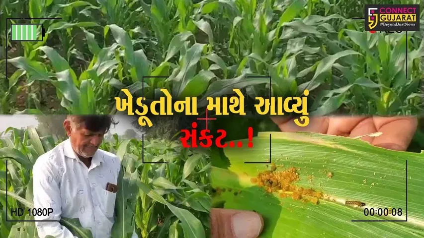 અરવલ્લી : મકાઈના પાકમાં પાનખાઉ ઈયળના ઉપદ્રવથી ખેડૂતોના માથે આવ્યું સંકટ...