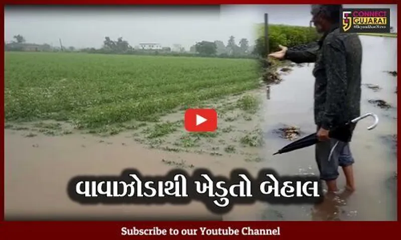 સૌરાષ્ટ્રમાં મગફળીના પાક પર વરસાદે ફેરવ્યું પાણી, કપાસને પણ નુકશાન
