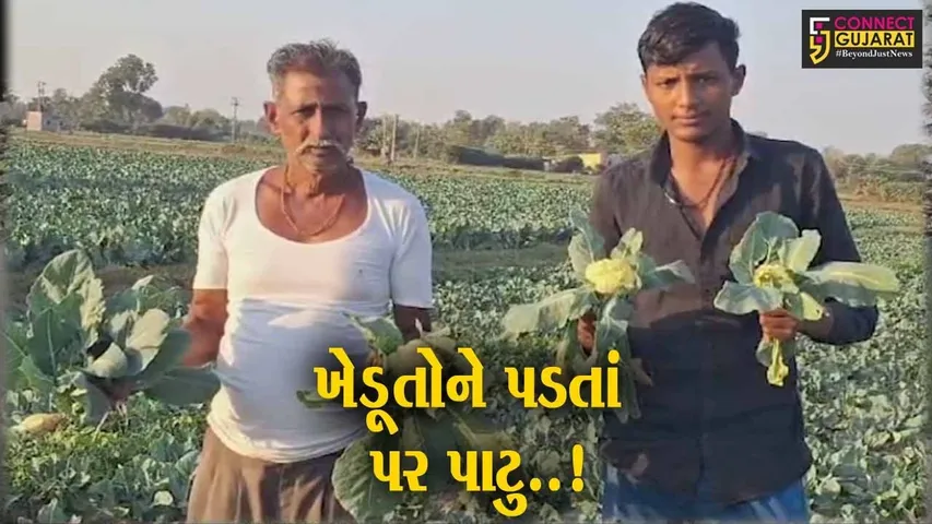 સાબરકાંઠા : પ્રાંતિજના કમાલપુરમાં ફુલાવરનું બિયારણ નિકળ્યું ભેળસેળવાળું, ખેડૂતને રાતા પાણીએ રોવાનો વારો...