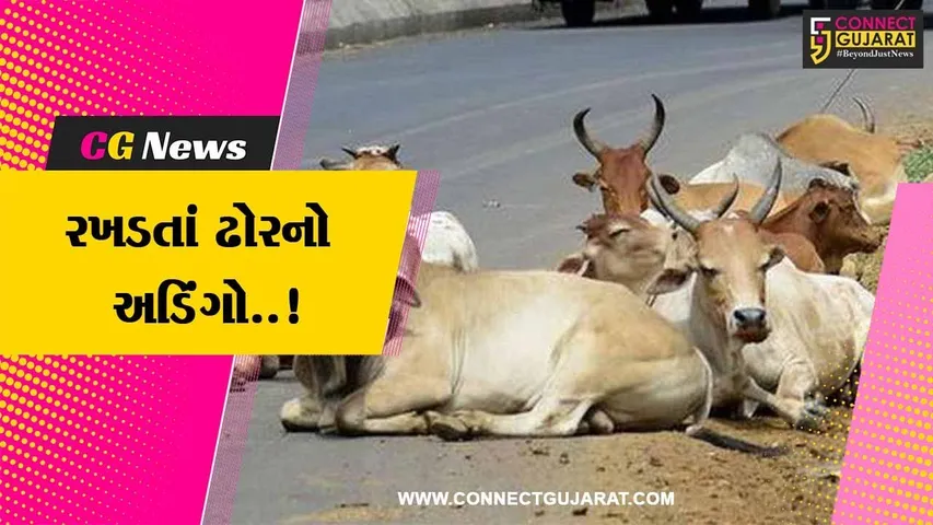 અંકલેશ્વર : અકસ્માત સહિત ટ્રાફિક જામના બનાવમાં વધારો, પાલિકા દ્વારા રખડતા ઢોર ડબ્બે પુરવાની ઝુંબેશનો પ્રારંભ...
