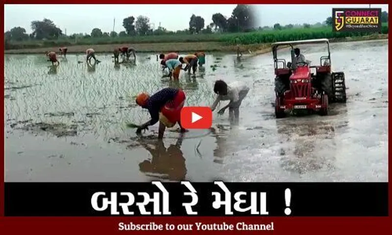 સાબરકાંઠા: વરસાદ ખેંચાતા ડાંગરની ખેતી સામે જોખમ, જુઓ શું કહી રહ્યા છે ધરતીપુત્રો