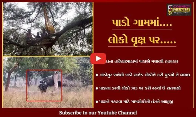 વડોદરા : પાદરાના ડબકામાં પાડાનો આતંક, બચાવ માટે ગામલોકોની અનોખી તરકીબ