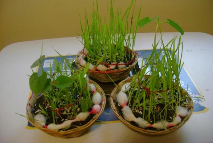 દેવશયની એકાદશી સાથે ગૌરીવ્રતનો પ્રારંભ