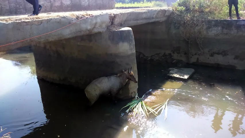 અંકલેશ્વરનાં હજાત ગામની કેનાલમાં નીલ ગાય ખાબકી