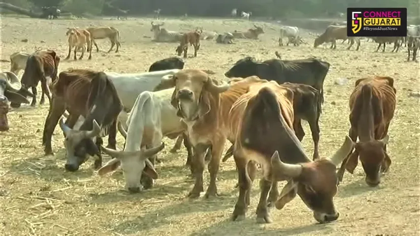 મકરસંક્રાંતિ પર વધુ પ્રમાણમાં ઘુઘરી ગાયનાં સ્વાસ્થ્ય માટે બની શકે છે જોખમકાર