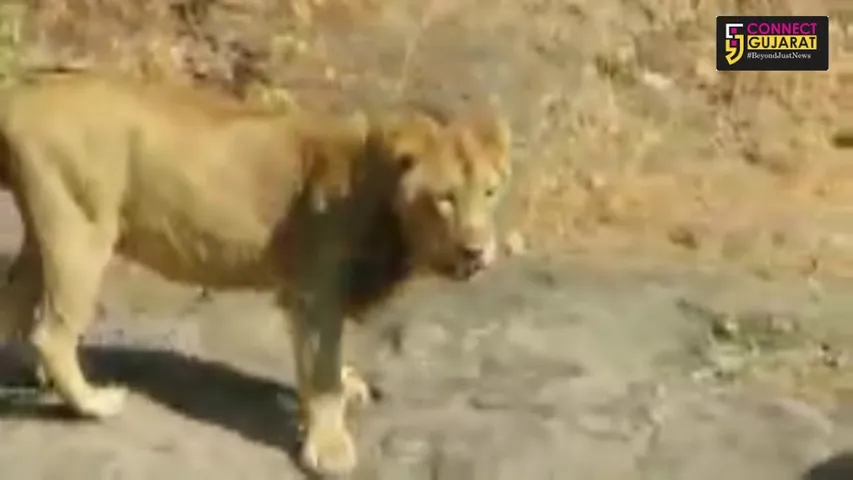 ગીરના રેવન્યુ વિસ્તારમાં વધુ એક સિંહના આંટા ફેરા, મોબાઇલમાં વીડિયો કેદ