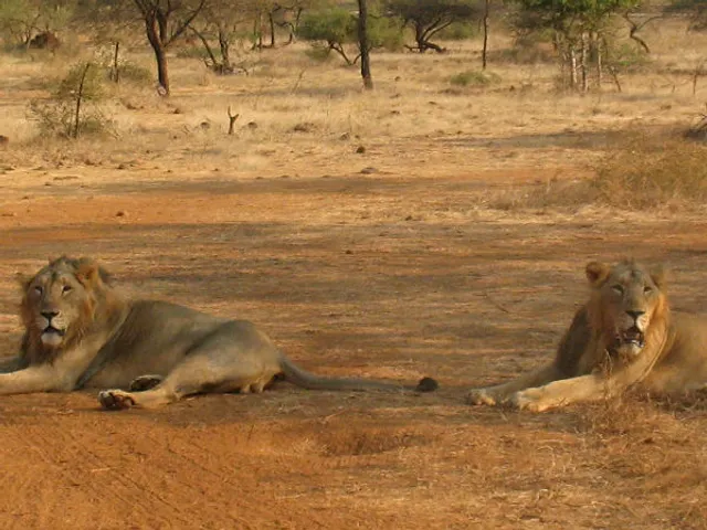 સાસણના જંગલમાં ૧૫મી જૂનથી ચોમાસાનું પડશે ૪ માસનું વેકેશન