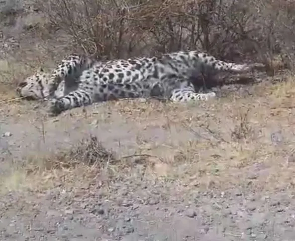 ગીરનાં તુલશીશ્યામ રેન્જમાંથી સિંહબાળ અને દીપડો મૃત હાલતમાં મળતાં દોડધામ