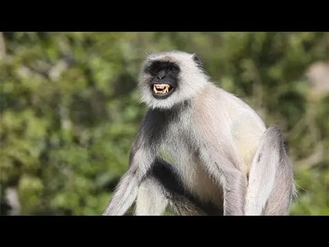 નવસારીના સુપા કુરેલ ગામે કપિરાજના આતંક થી ૧૯ ઘાયલ થતા ભય ફેલાયો