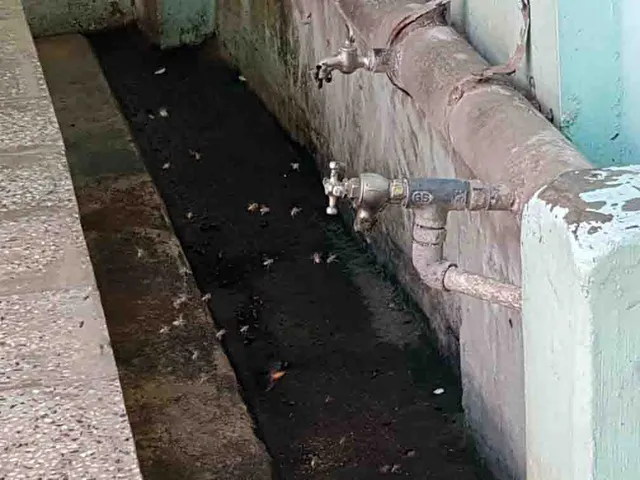 ભરૂચ જીલ્લાની આ દરગાહમાં માનવી અને મધમાખીઓ વચ્ચે છે અનોખી મિત્રતા