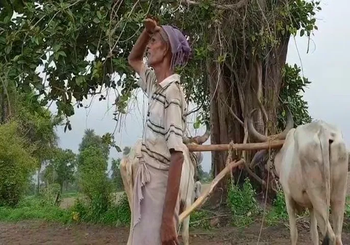 સાબરકાંઠા જિલ્લાના ખેડૂતો પાકને લઈ ચિંતામાં