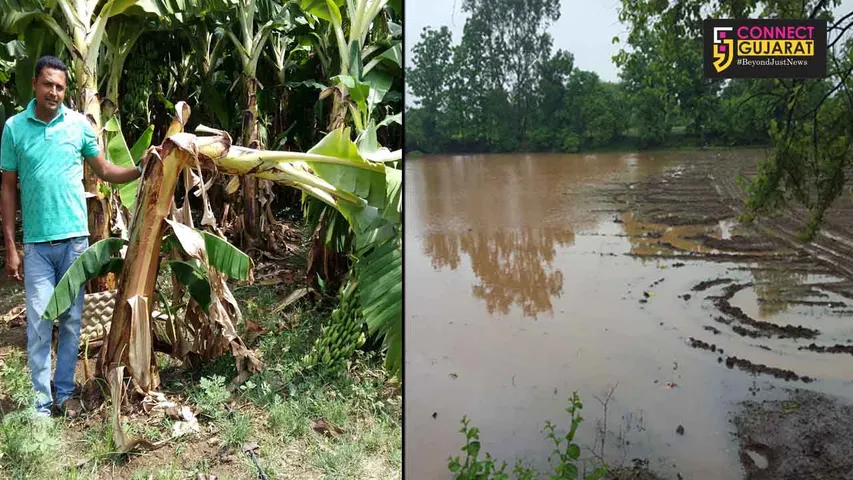 નેત્રંગ તાલુકામાં ધોધમાર વરસાદના પગલે ધોલી ડેમ ઓવરફ્લો થવાની તૈયારીમાં