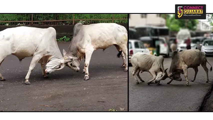 નવસારીઃ બે આખલા જાહેર માર્ગ ઉપર થયા સામ-સામે, લોકોના જીવ થયા અધ્ધર
