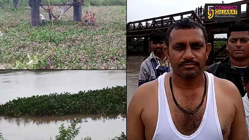 આમોદઃ ઢાઢર નદીમાંથી જીવના જોખમે જંગલી વેલને દૂર કરતાં દાદાપોર ગામના યુવાનો