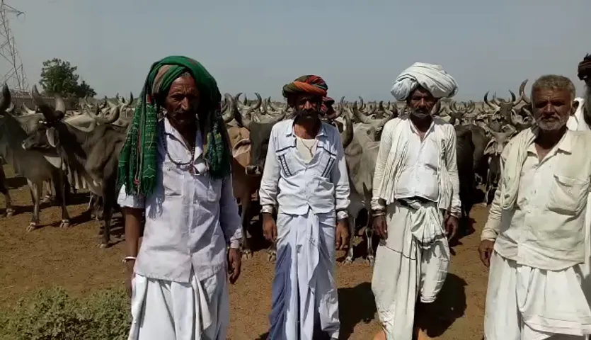 કચ્છનાં રાપરથી માલધારી પરિવારો ઘાસચારા માટે મુંગાપશુઓને લઈ રાજકોટ પહોંચ્યા