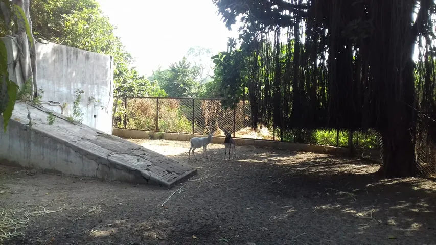 વડોદરાઃ કમાટીબાગમાં કૂતરા કરડતા ૬ હરણે ગુમાવ્યા જીવ