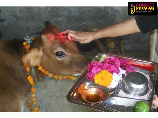 જાણો શું છે મહત્વ વાઘ બારસનું!