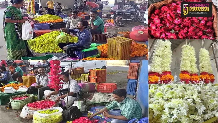 ભરૂચઃ કાશ્મિરી ગુલાબની માંગ વધતાં દેશી ગુલાબનાં વેચાણ ઉપર પડ્યો ફટકો