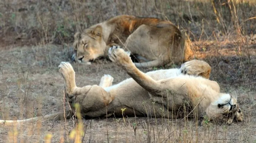 સાવરકુંડલાઃ ગુડસ ટ્રેનની અડફેટે આવી જતાં ત્રણ સિંહોનાં મોત, વન વિભાગ દોડતું થયું