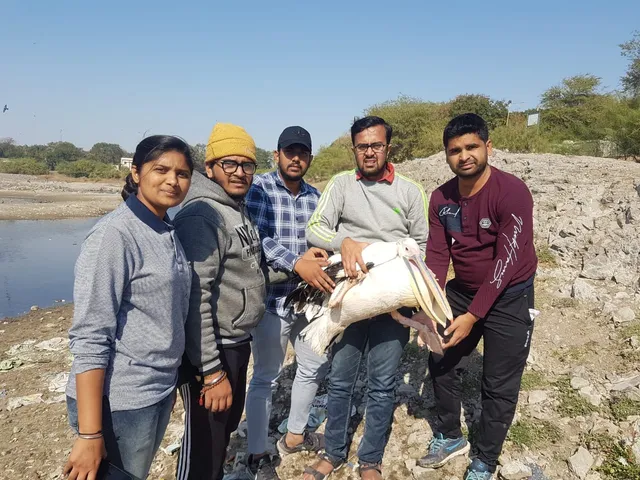 જામનગર:હવામાં લટકતા દોરા દુર કરવામાં તંત્રની ઉદાસીનતાનો ભોગ બનતા નિર્દોષ પક્ષી