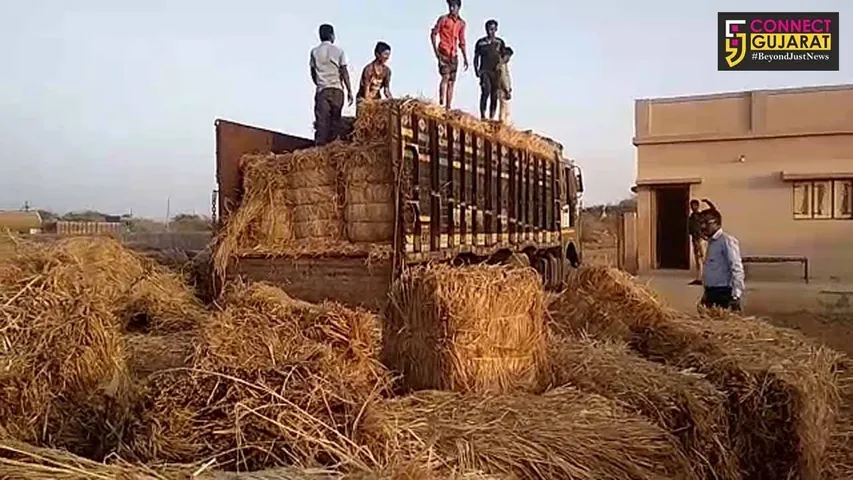 કચ્છ : લખપત તાલુકામાં અદાણી સિમેન્ટ કંપની દ્વારા ઘાસ વિતરણ કરવામાં આવ્યું