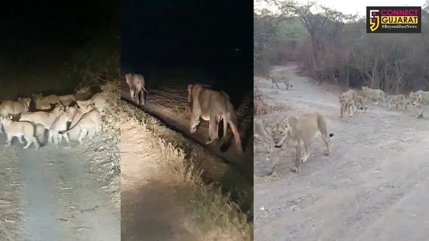 અમરેલી : ઉનાળામાં જંગલની બહાર નિકળ્યું 20 જેટલા સાવજોનું ટોળું