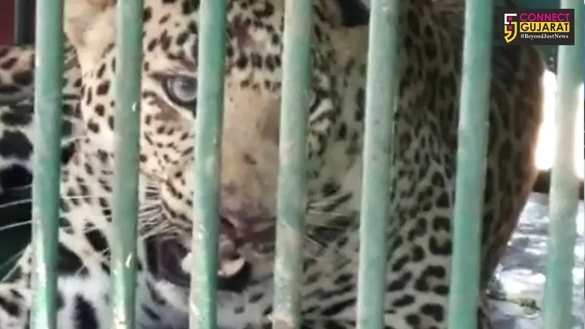 નવસારીના કુરેલ ગામે આવેલ વાળી માંથી ૪વર્ષનો  દીપડો પાંજરે પુરાયો