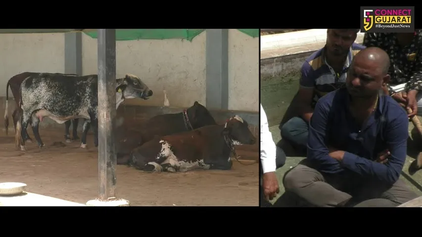 રાજકોટ :એનિમલ હોસ્ટેલમા પાણી અને ઘાસચારાના અભાવે પશુઓને હાલાકી, માલધારીઓએ અવેડામા બેસી કર્યા ધરણા