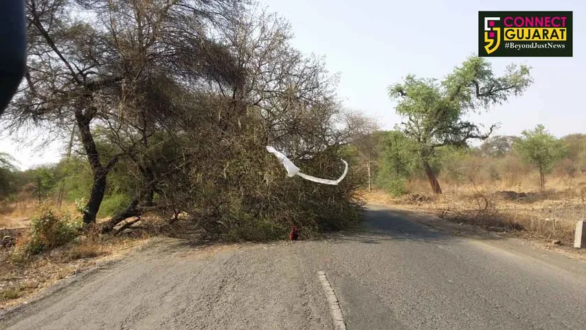 પાલેજ-ભરૂચ માર્ગ પર ભૂખીખાડી પાસે બાવળનું વૃક્ષ ધરાશાયી થતા વાહનવ્યવહાર ખોરવાયો
