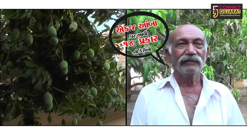 ધારીના ડીટલાના ખેડૂતે એકજ આંબે પકાવી ૧૪ જાતની કેરીઓ..!