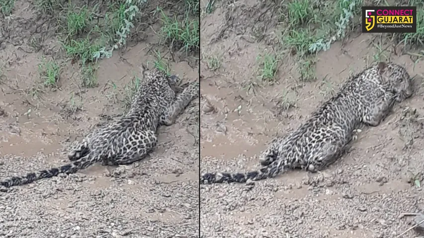 કીમ નદીમાં તણાઈ આવેલ દીપડાના બચ્ચાનું ટુંકી સારવાર બાદ મોત