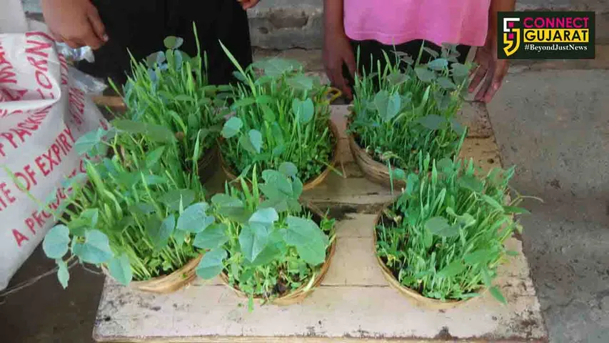 ભરૂચ શહેર અને જિલ્લામાં ગૌરીવ્રતનો આરંભ