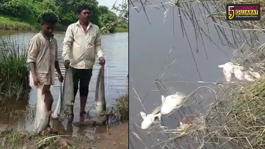 અંકલેશ્વર:અમરાવતી ખાડી કેમિકલયુક્ત પાણીથી પ્રદુષિત થતા જળચર પ્રાણીઓના મોત