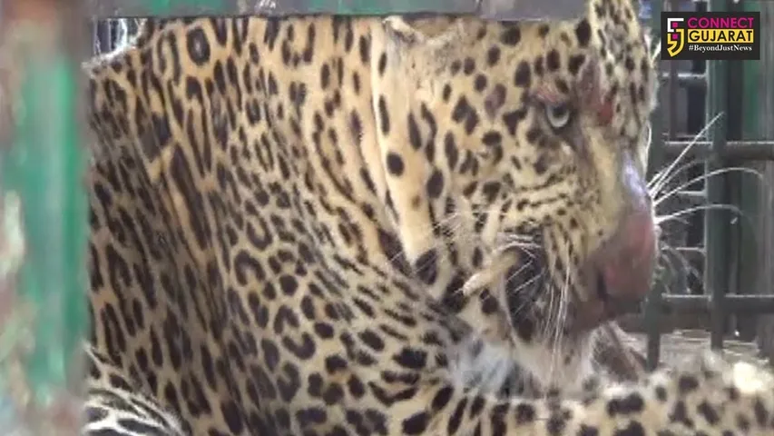 સુરત: દક્ષિણ ગુજરાતમાં દીપડાઓમાં ઇન્જેકટ કરવામાં આવશે માઇક્રોચીપ