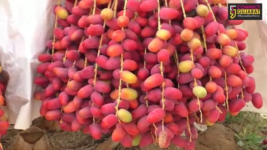 કચ્છી મીઠો માવો ગણાતી ખારેકનું કચ્છમાં થયું સારૂ ઉત્પાદન