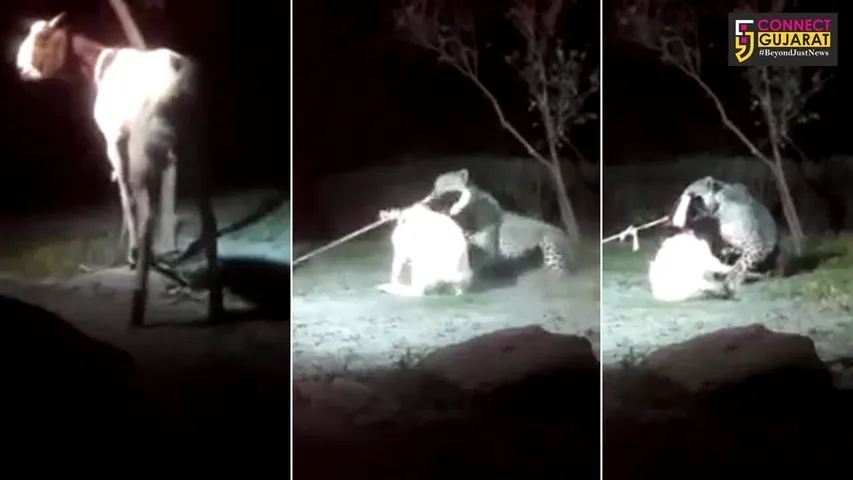 ગીરમાં સિંહોના લાઈન શો બાદ હવે થાય છે લેપર્ડ શો.! વિડિયો થયો વાઇરલ