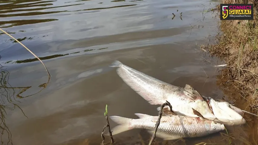 અંકલેશ્વર: GIDCના C પંમ્પીંગ સ્ટેશનને અપાઈ અમરાવતી નદીને પ્રદુષિત કરવા મુદ્દે કસૂરવાર ગણી દંડ સહિત ૧૫ દિવસની કલોઝર નોટિસ