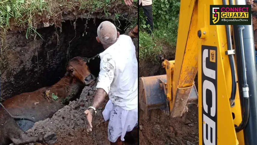 ભરૂચની અયોધ્યાનગરી વિસ્તારમાં ગાય ખાડામાં પડતા દોડધામ